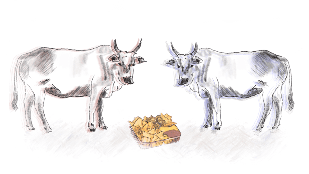 Illustration of two zebus, with nachos.