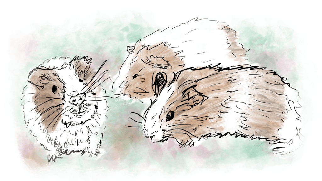 Illustration of three guinea pigs.