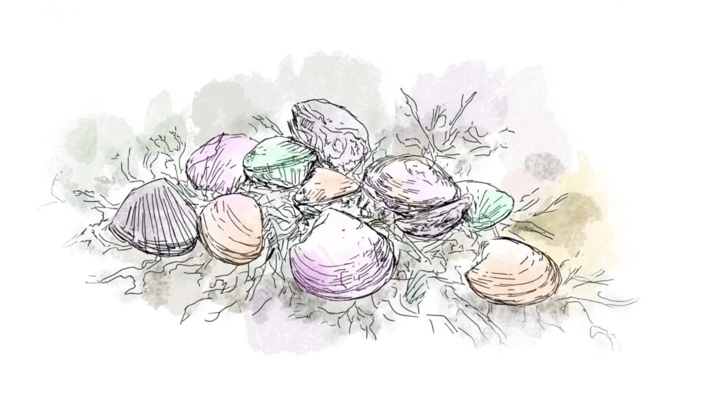 Illustration of some seashells and seaweed