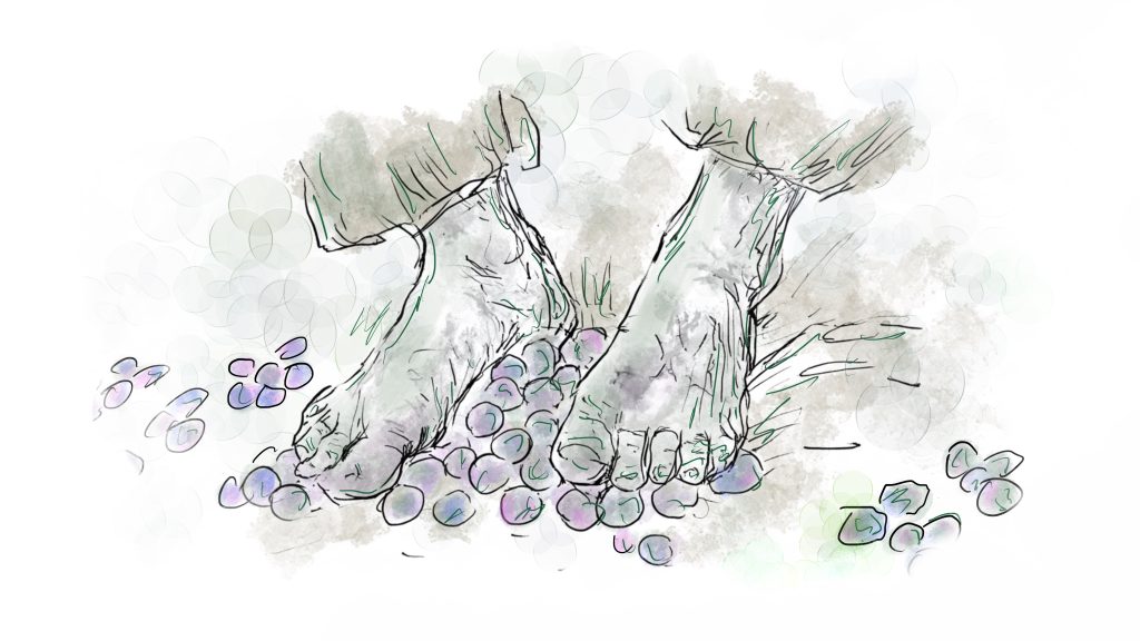 Illustration of two feet stomping on grapes